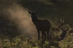 Red deer at the rutting 2025, London
