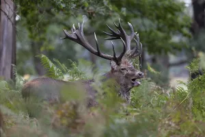 Red deer at the rutting 2025, London