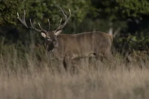 Red deer at the rutting 2025, London
