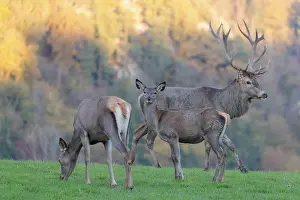 A red deer stag (Cervus elaphus)