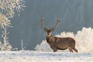 A red deer stag (Cervus elaphus)