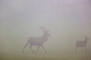 A red deer stag (Cervus elaphus) and a hind run across a meadow at dawn in dense fog