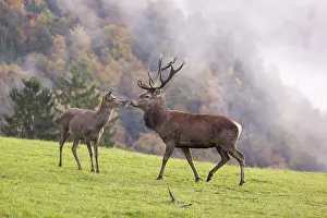 A red deer stag (Cervus elaphus) and a hind are standing in a meadow in hilly terrain