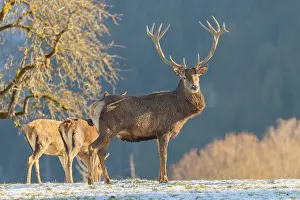 A red deer stag (Cervus elaphus) and two hinds stand in the first light of day on a meadow covered in hoar frost