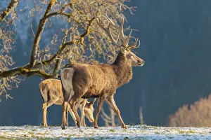 A red deer stag (Cervus elaphus) and two hinds stand in the first light of day on a meadow covered in hoar frost
