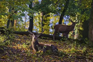 A Red Deer stag (Cervus elaphus) rests in a forest