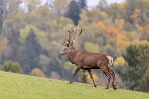 A Red Deer stag (Cervus elaphus) runs across a green meadow in hilly terrain