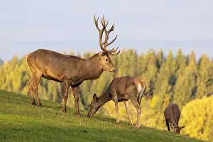 A red deer stag (Cervus elaphus) runs across a meadow in the beautiful morning light