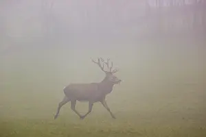 A red deer stag (Cervus elaphus) runs across a meadow at dawn in dense fog
