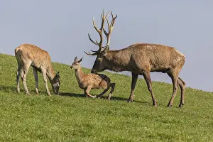 One Red Deer stag (Cervus elaphus) at the rutting season