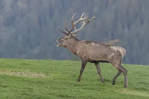 One Red Deer stag (Cervus elaphus) at the rutting season