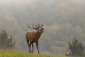 One Red Deer stag (Cervus elaphus) in rutting season