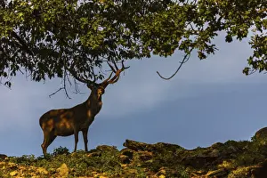 One Red Deer stag (Cervus elaphus) standing on a meadow under a tree in evening light
