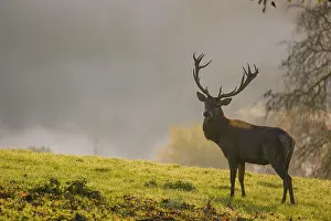 A red deer stag (Cervus elaphus) stands backlit on a meadow