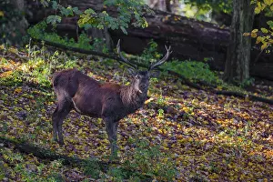 A Red Deer stag (Cervus elaphus) stands in a forest