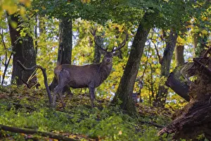 A Red Deer stag (Cervus elaphus) stands in a forest