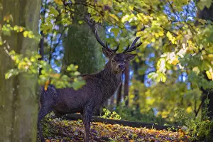 A Red Deer stag (Cervus elaphus) stands in a forest