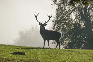 A red deer stag (Cervus elaphus) stands in a meadow on a foggy day