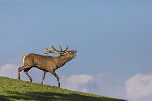 One Red Deer stag (Cervus elaphus) walking down a meadow on hilly ground
