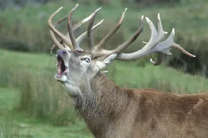 Red deer stag, Cervus elephus, roaring during the rut
