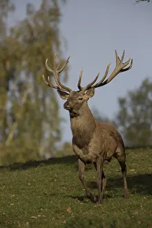 Red Deer stag at the rutting season