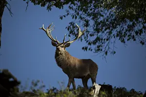 Red Deer stag at the rutting season