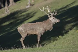 Red Deer stag at the rutting season, mud covered