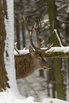 One Red Deer stag standing in a snow covered dense forest in winter