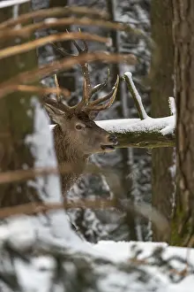One Red Deer stag standing in a snow covered dense forest in winter