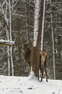 One Red Deer stag standing in a snow covered dense forest in winter