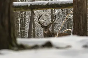 One Red Deer stag standing in a snow covered dense forest in winter