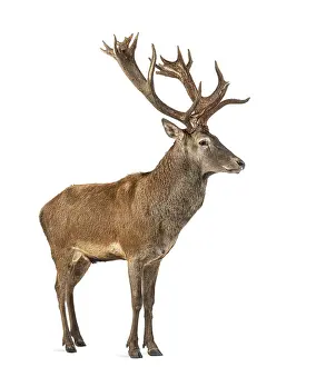 Red deer stag in front of a white background