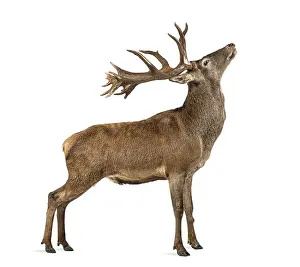 Red deer stag in front of a white background