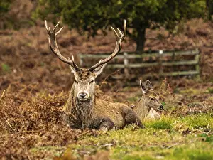 Red Deer Stag and young doe resting at the end of the autumn rut
