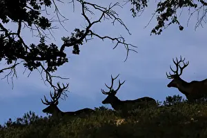 Three Red Deer stags (Cervus elaphus) standing on a forest edge as a silhouette against the blue sky