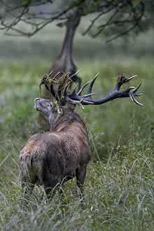 While the red deer, standing on its hind legs
