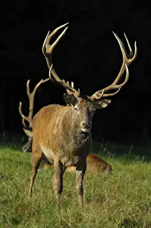 Red deers (Cervus elaphus)