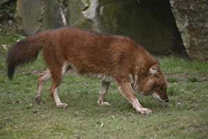 Red dog