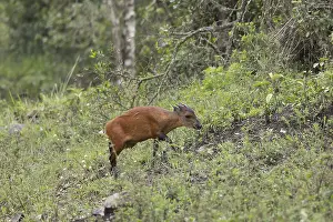 Red duiker (Cephalophus natalensis)