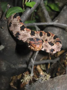 Red dwarf rattlesnake (Sistrurus miliarius miliarius)