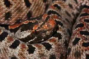 Red dwarf rattlesnake (Sistrurus miliarius miliarius)