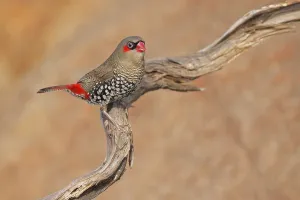 Red-eared Firetail (Stagonopleura oculata)