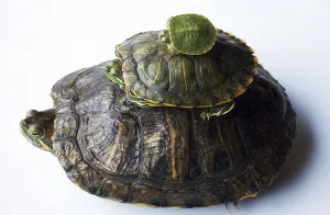 Red eared slider (Trachemys scripta elegans)