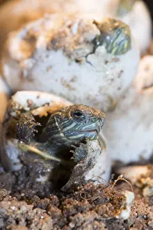 Red eared slider (Trachemys scripta elegans)