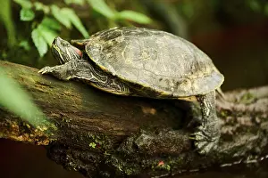 Red-eared slider (Trachemys scripta elegans) on a tree trunk