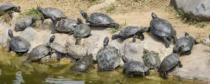 Red-eared terrapin