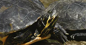 Red Eared Terrapin (trachemys scripta elegans)