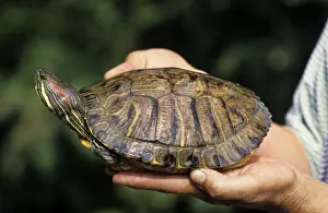 Red-eared Turtle in hand, Belgium (Trachemys scripta elegans) (Pseudemys scripta elegans)