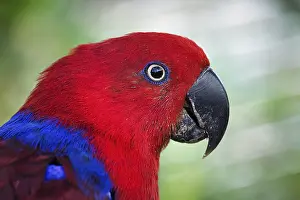 Red eclectus parrot (eclectus roratus)