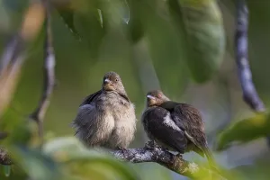 Red-eyed Bulbul (Pycnonotus brunneus)